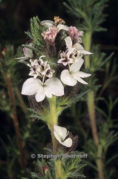 calycadenia multiglandulosa 2 graphic